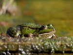 FZ019930 Marsh frogs (Pelophylax ridibundus).jpg